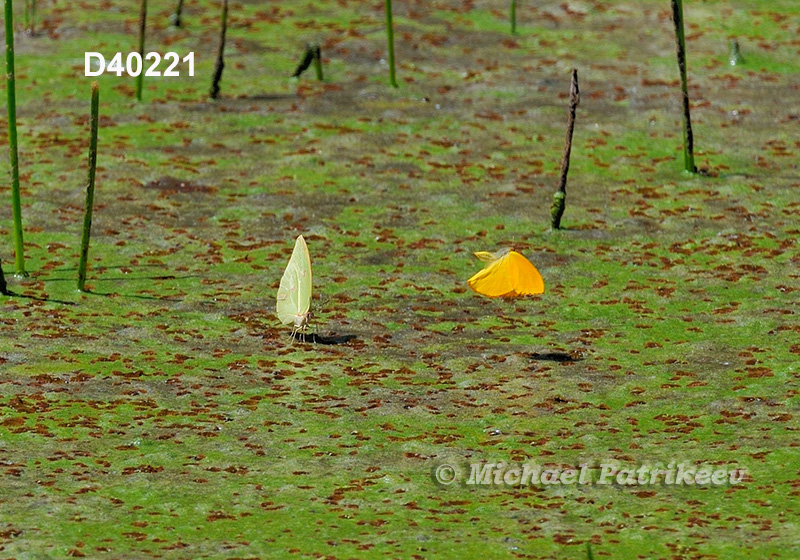 Anteos menippe, male and female